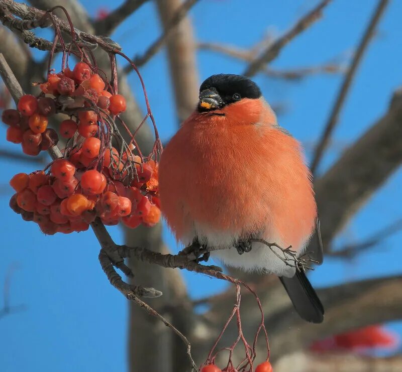 Красногрудый снегирь зимняя птица. Снегирь обыкновенный pyrrhula pyrrhula. Птицы москвы снегирь. Московские снегири. Красногрудый снегирь.