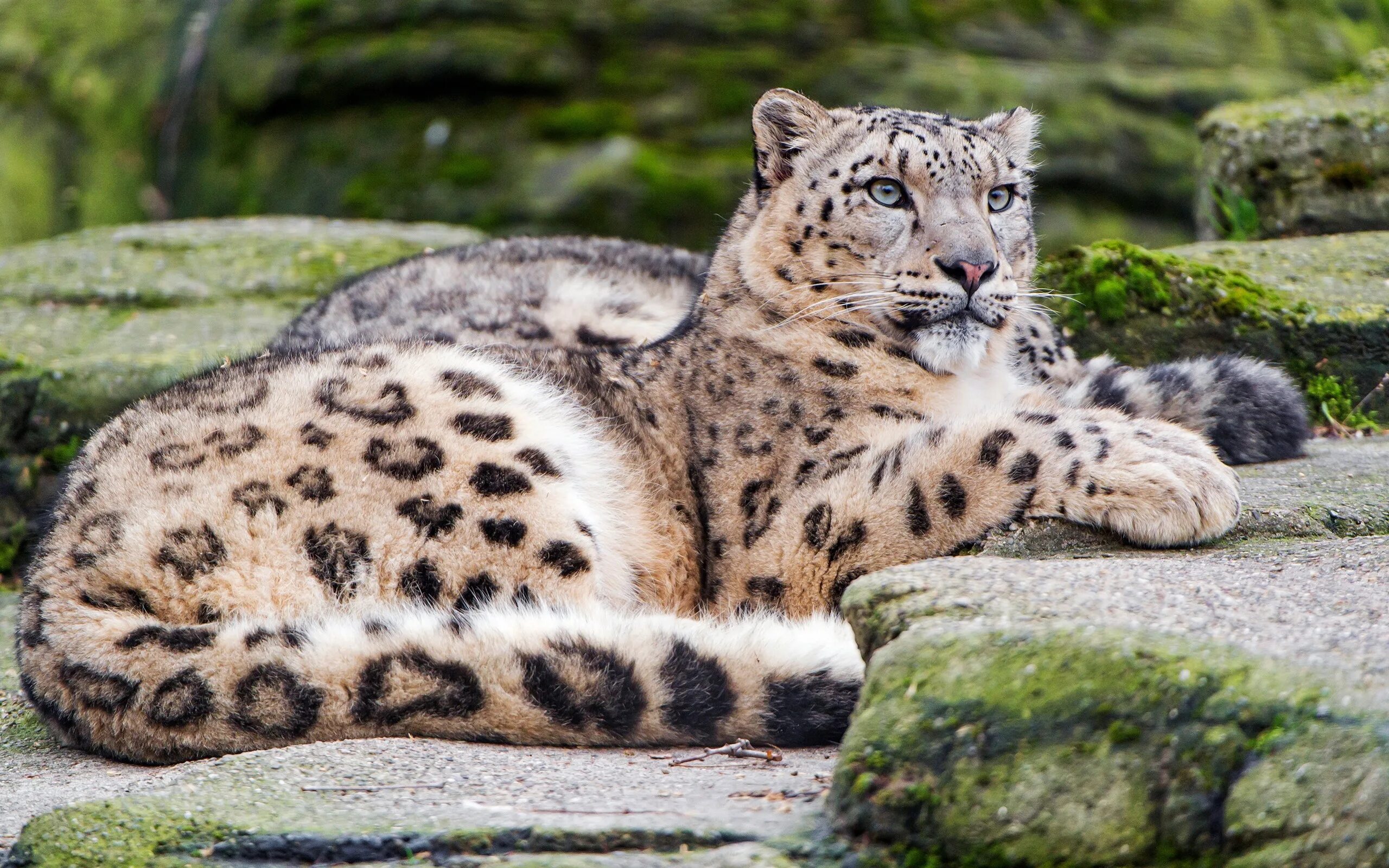 Снежный Барс (Ирбис, снежный леопард). - Снежный Барс (Panthera uncia. Барс и леопард.