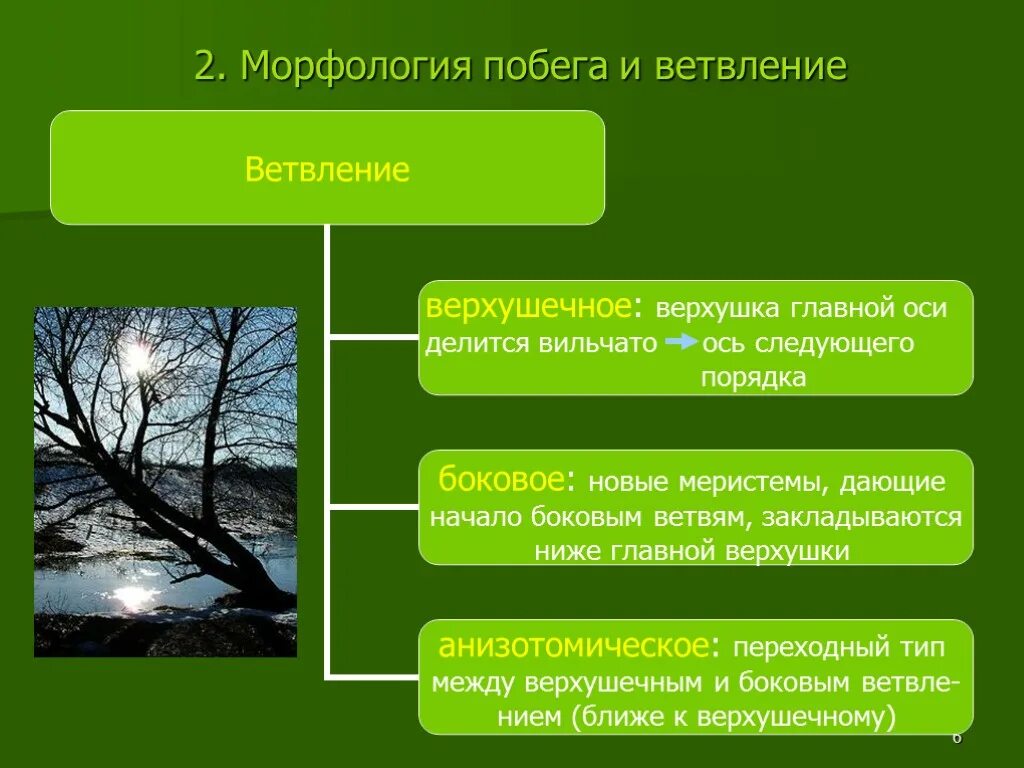 Морфологическая природа. Побег. Классификация корневых систем по происхождению. Растение с колючими почками. Красивые цветы с шипами.