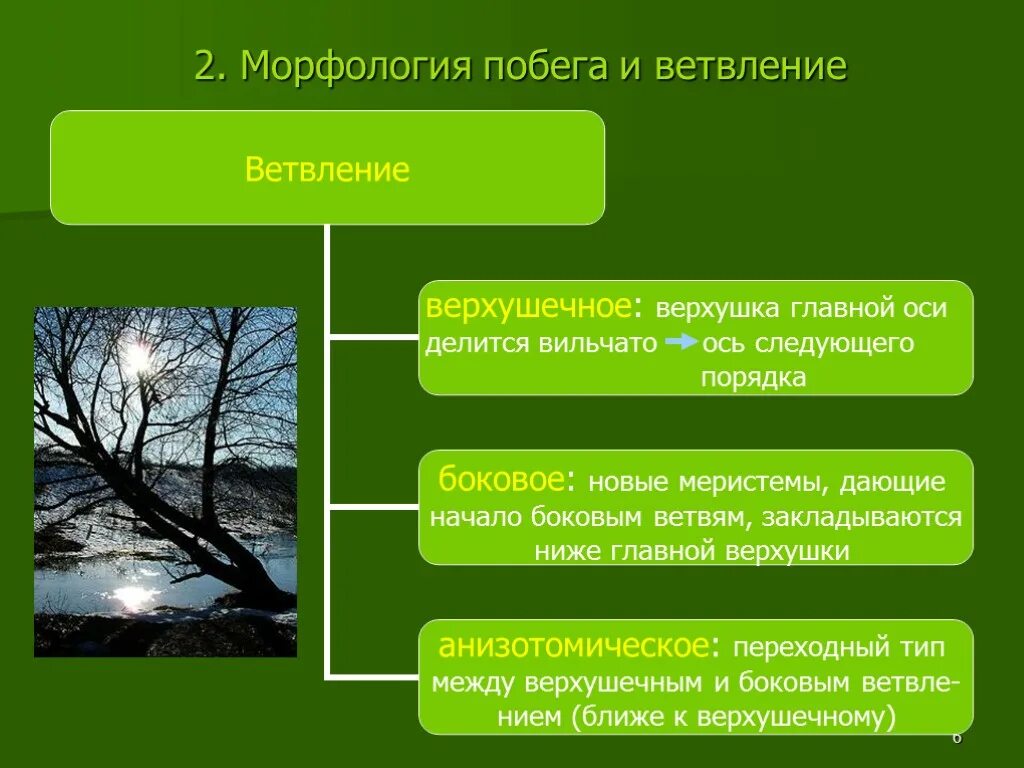 Морфология 2 процента. Морфология побега. Побег. Морфология побега.. Морфология природы. Морфологический анализ побегов таблица.