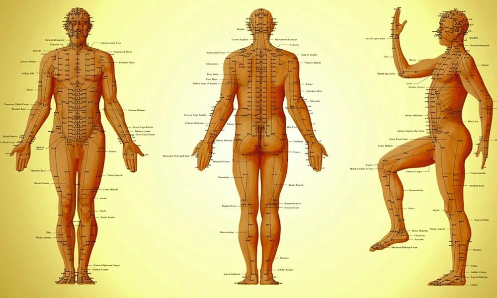 Китайская акупунктура и меридианы тела. Атлас акупунктуры на теле человека. Китайская Акупрессура атлас точек. Иглоукалывание меридианы точки атлас.