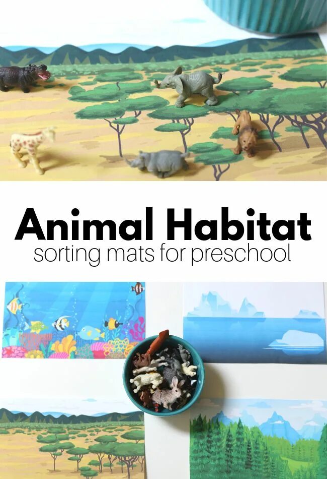 We should animals habitats