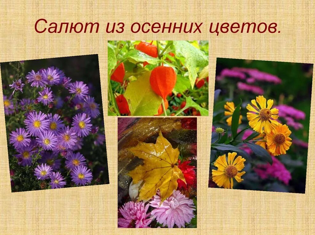 Определите несколько растений осенних цветников запишите названия. Название осенних цветов. осенние цветы для детей с названиями. осенние цветы названия для дошкольников. растения осенних цветников и их названия.