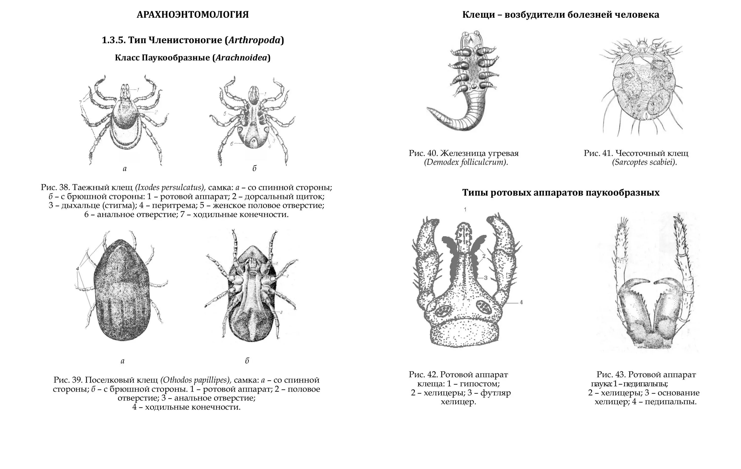 Личинка таежного клеща строение. Иксодовые клещи строение ротового аппарата. Жизненный цикл паукообразных схема. Имаго таежного клеща строение. Тест паукообразные 7 класс