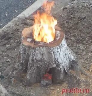 Как уничтожить пеньки спиленных деревьев
