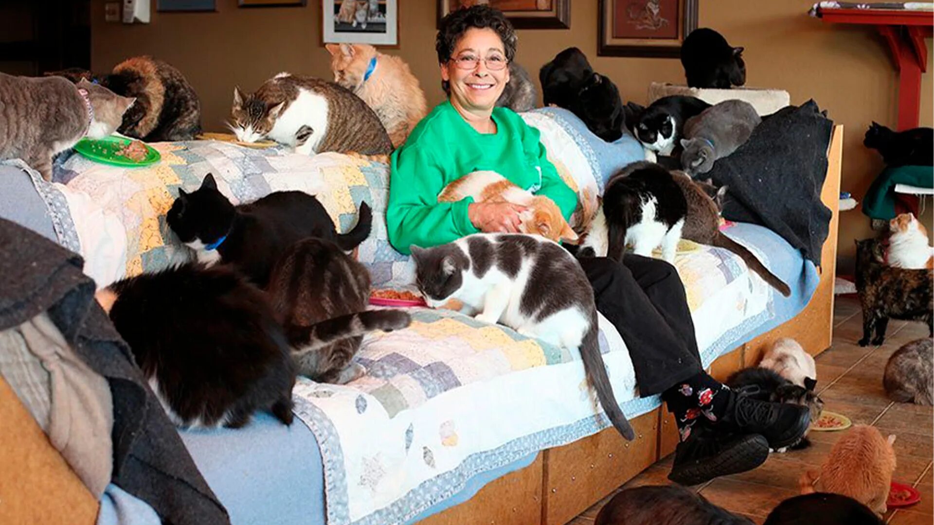 Девочка живет с кошками. Кошка дома. Домашние животные для квартиры. Много котов в квартире. Много котов в квартире.