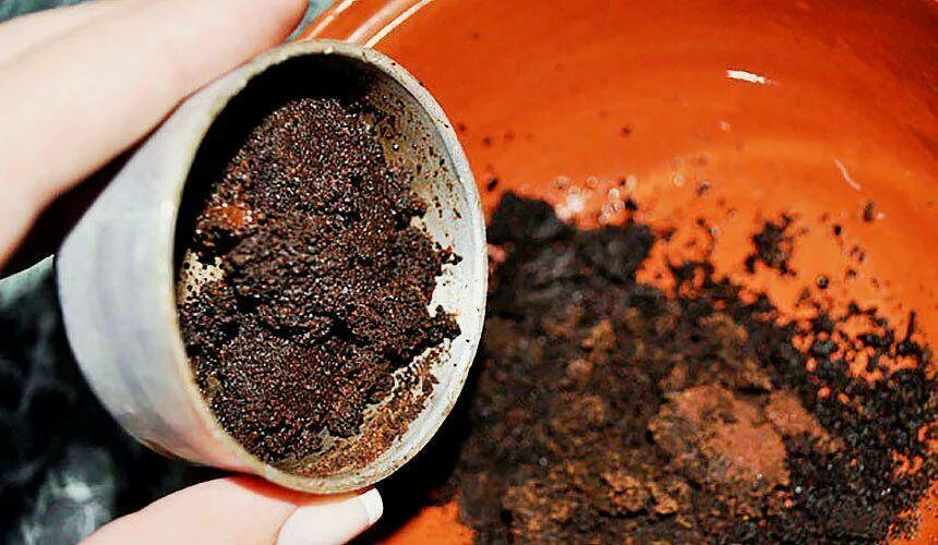 Кофейная гуща как удобрение для комнатных. Кофейная гуща удобрение. кофейных жмых для растений. кофейный жмых для огорода. кофейная гуща в огороде.