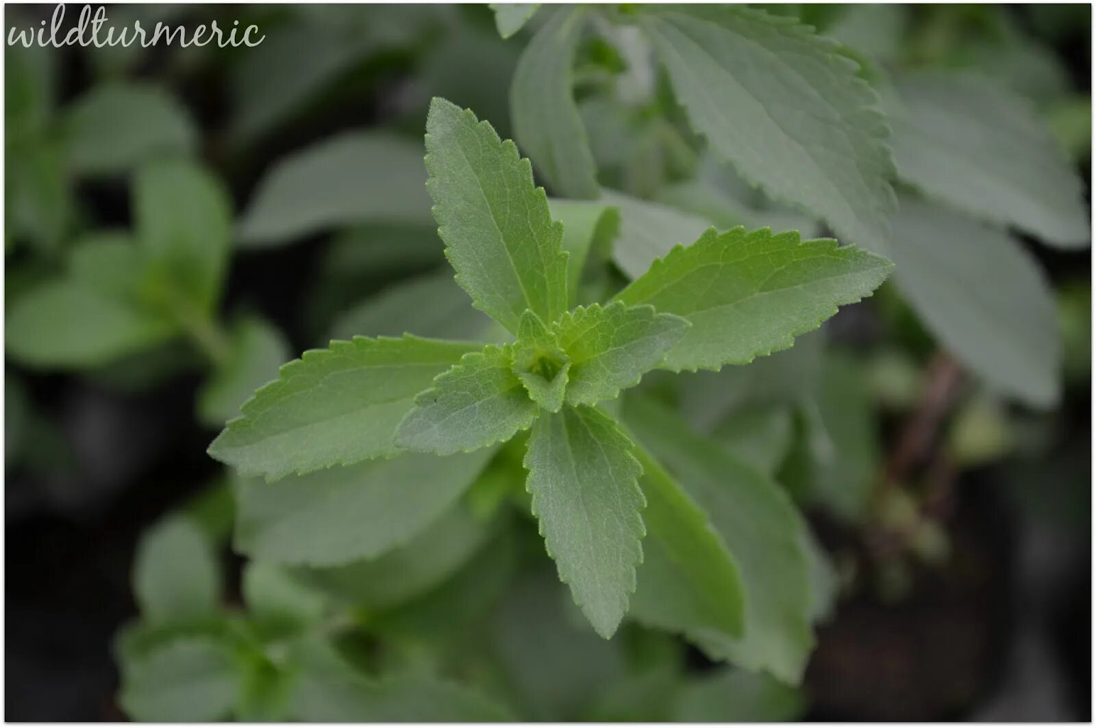 Стевия. Stevia Leaf. Стевия колючая. Стевия растение Чой.