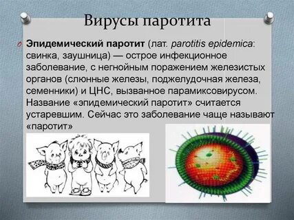 Корь свинка