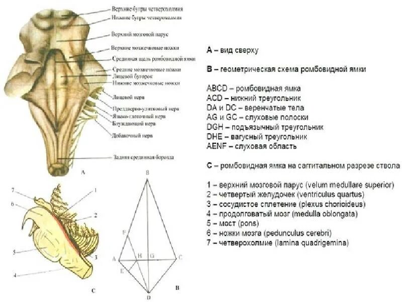 Ядра черепных нервов продолговатого мозга. Ядра черепных:нервов 4 желудочек. Строение ромбовидной ямки анатомия. Ромбовидная ямка анатомия на черепе. 4 Желудочек ромбовидная ямка.
