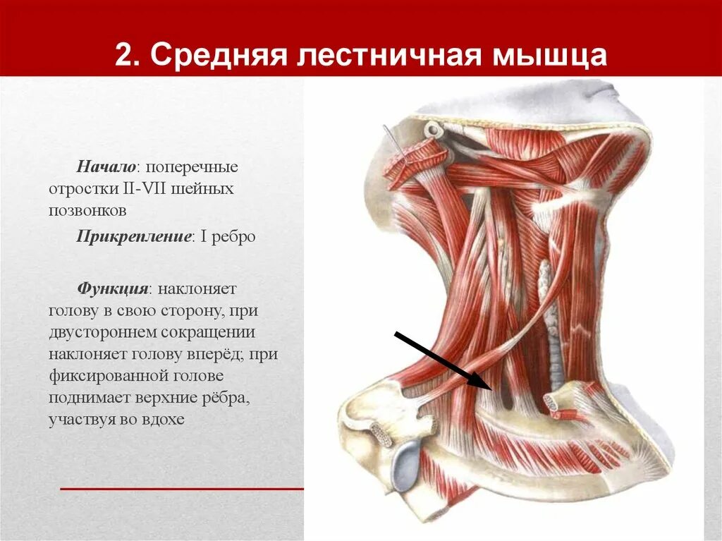 Лестничные мышцы шеи анатомия функции. Классификация мышц шеи анатомия. Грудино щитовидная мышца шеи анатомия.