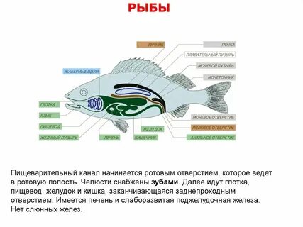 Плавательный пузырь имеется у представителей