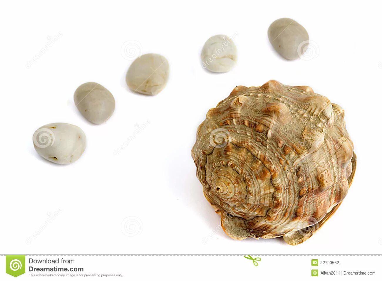Big shell