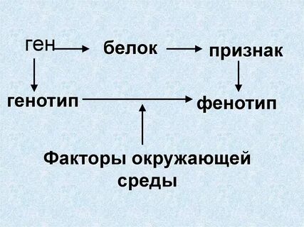 Случайное изменение генотипа это