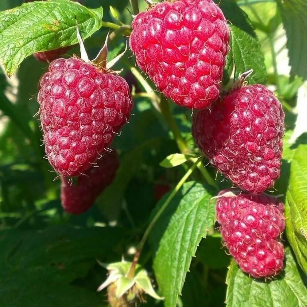 Малина ремонтантная сказка. Сорт бабье лето. Малина ремонтантная бабье лето-2. Малина ремонтантная бабье лето. Малина бабье ремонтантная.