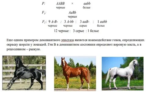 У лошадей действие генов вороной