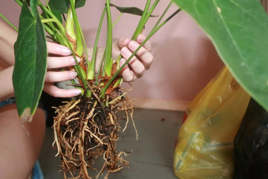 Антуриум vittarifolium. Антуриум побег. Как укоренить мужское счастье. Как укоренить мужское счастье. Как укоренить мужское счастье.
