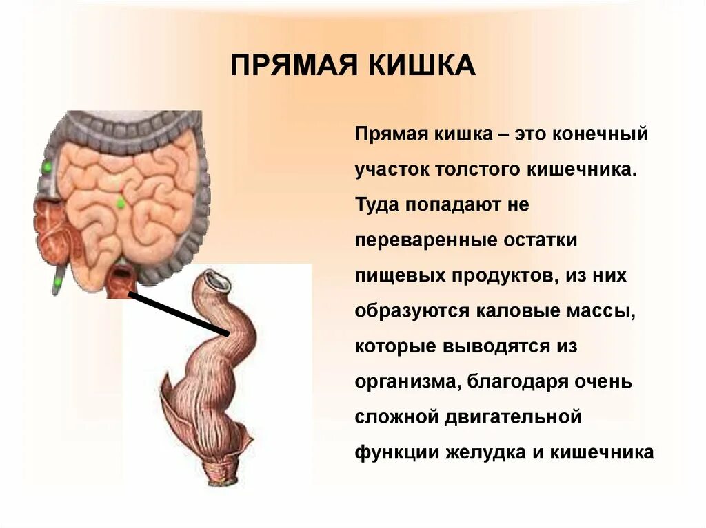 Под каким номером прямая кишка