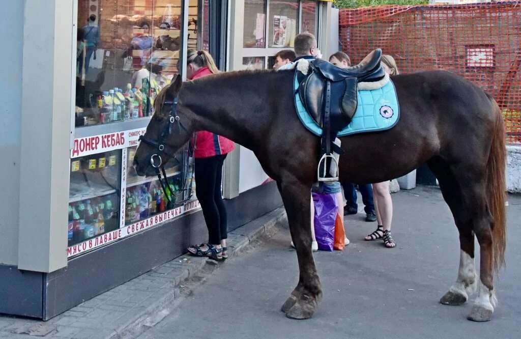 Horse moscow