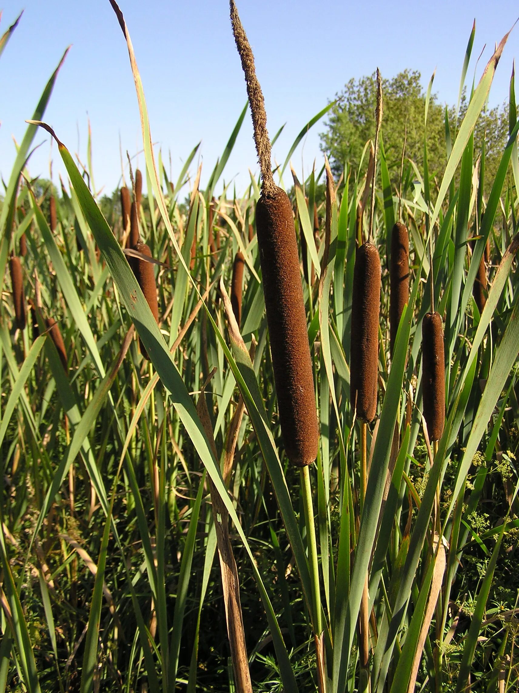 Сколько растет тростник. Камыш рогоз чакан. Рогоз широколистный (Typha latifolia). Камыш рогоз тростник. Рогоз и рогоз.