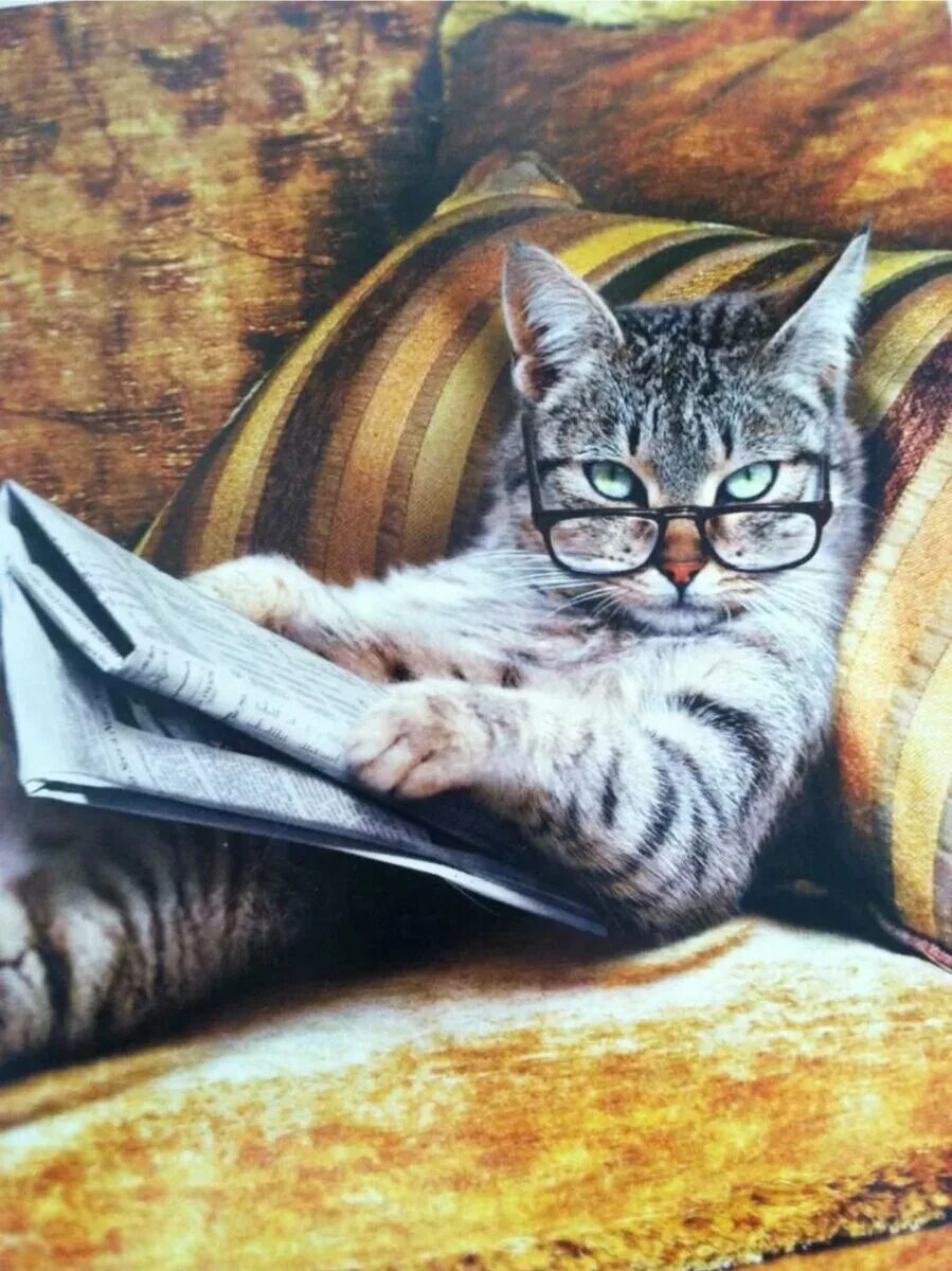 Умный кот. Умный кот в очках. Кот в очках с газетой. Кот в очках с книгой. Кошка бухгалтер