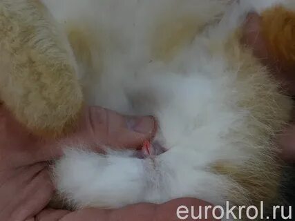 Готов к спариванию