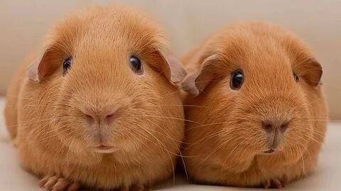 Guinea перевод