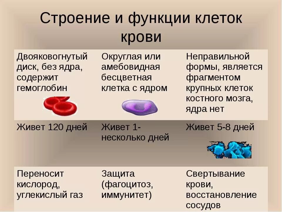 Место разрушения клеток крови