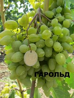 Виноград дарий
