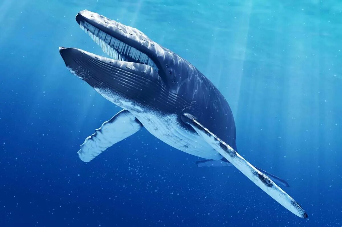 Где живут синие. Голубой кит Balaenoptera musculus. Синий кит (голубой кит). Блювал (голубой или синий кит). Китообразные синий кит.