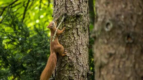 4k. tree. squirrel. climbing. 
