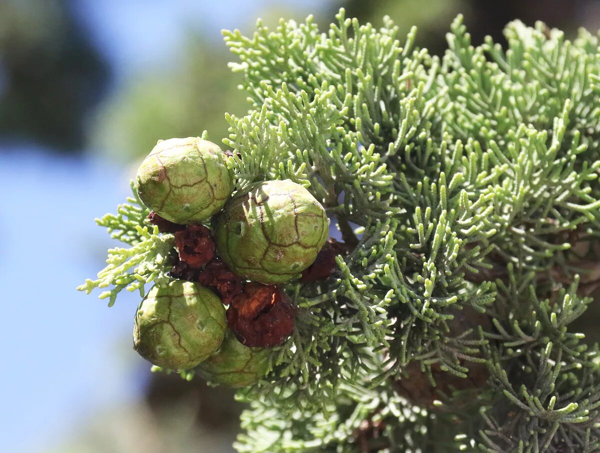 Кипарис вечнозеленый (Cupressus sempervirens). Cupressus sempervirens l. Кипарис вечнозеленый. Cupressus sempervirens шишка. Кипарис гваделупский. Вечнозеленое хвойное