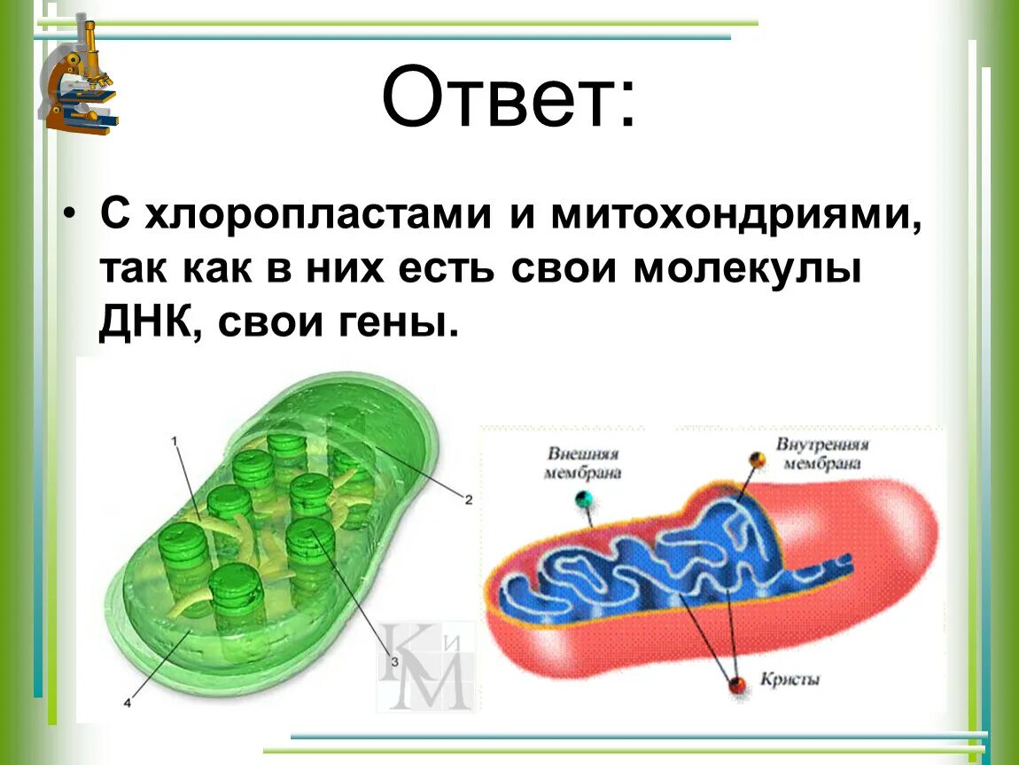 Установите соответствие хлоропласт митохондрия. Строение митохондрии и хлоропласта. Строение митохондрии и хлоропласта рисунок. Митохондрии и хлоропласты строение и функции. Митохондрии и хлоропласты.