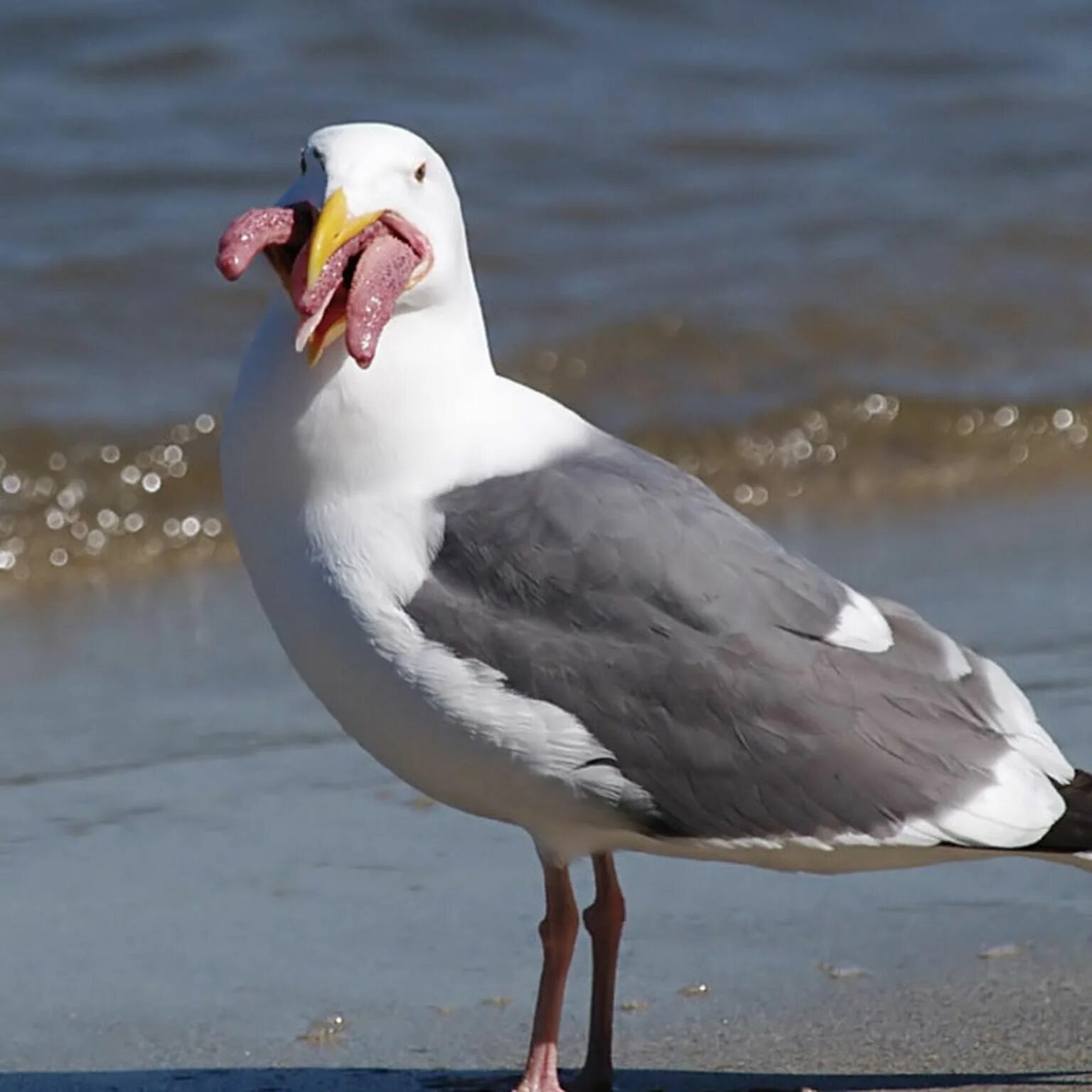 Чайка Баклан Альбатрос. Большая морская Чайка (Larus Marinus). Альбатрос ,Баклан серебристая Чайка ,Чайка. Сколько живут чайки