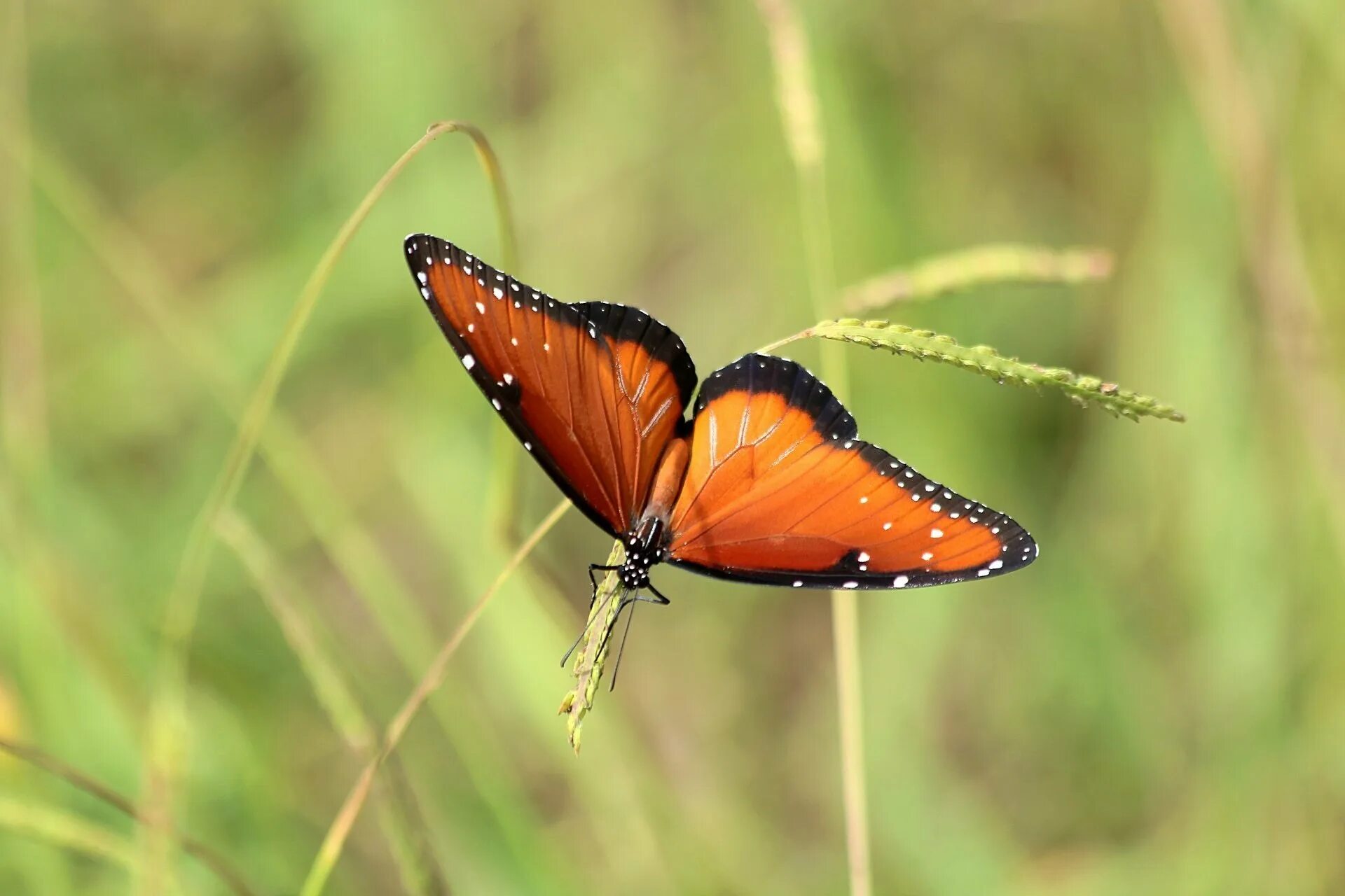 Бабочка черно оранжевая. Паденкина бабочка. Оранжевая бабочка. Изящная бабочка. Бабочка оранжевая с черными полосками.