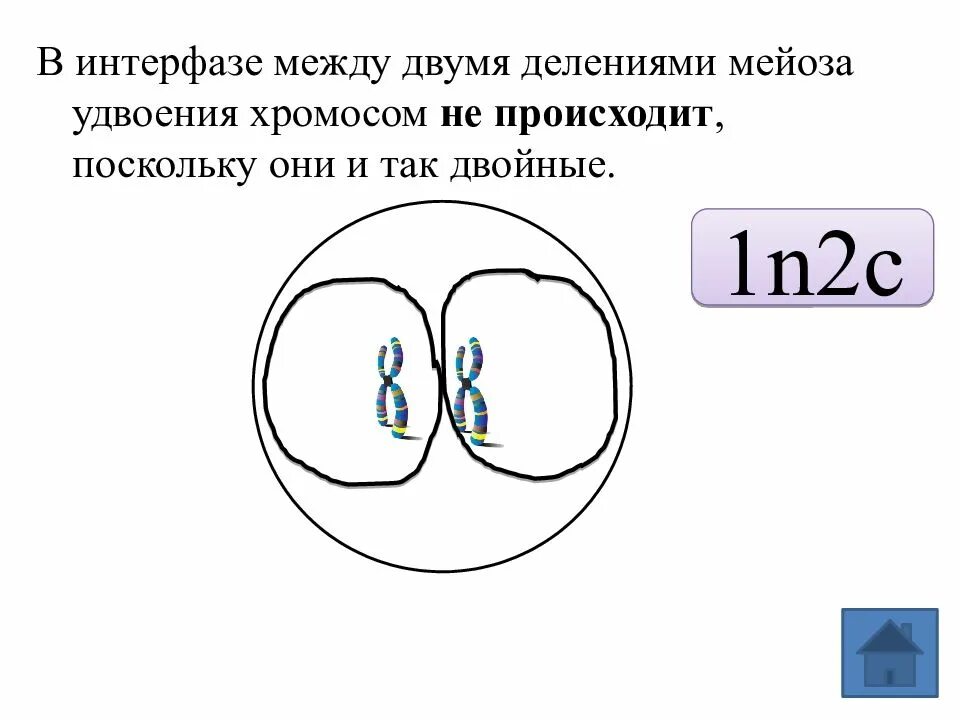 Удвоение хромосом происходит в интерфазе