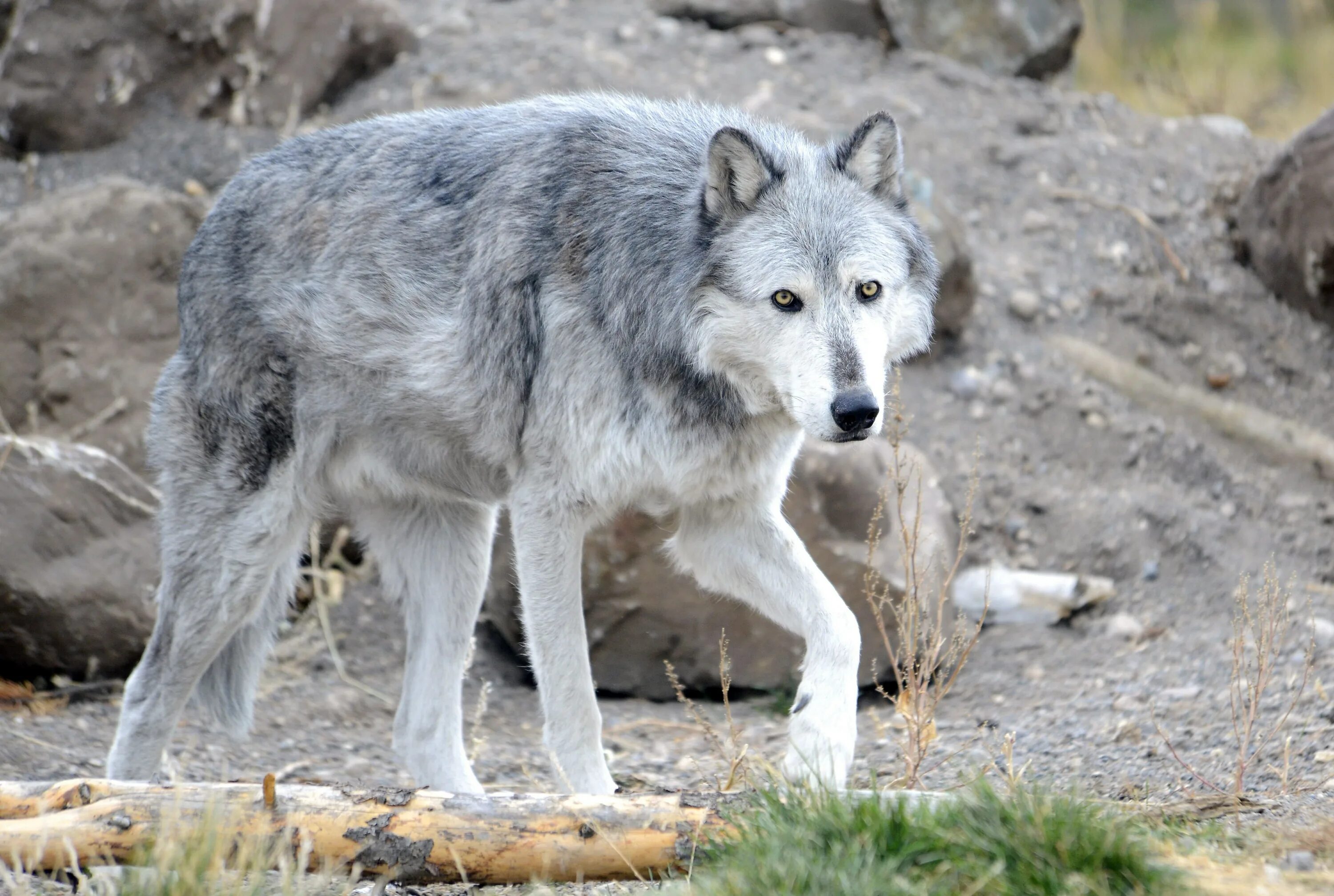Серый волк дома. Макензийский Тундровый волк. Сибирский Тундровый волк. Серый Тундровый волк. Бурый Тундровый волк.
