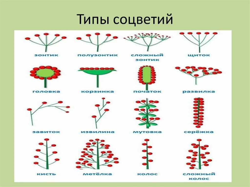 Какой тип соцветия. Типы соцветий. Соцветия типы соцветий. Схема типов соцветий. Генеративные органы соцветия.