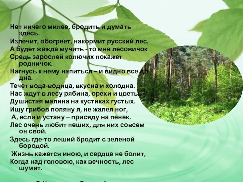 Стихи о лесе. Стихотворение о русском лесе. Стихотворение русский Лис. Стихи про леса.