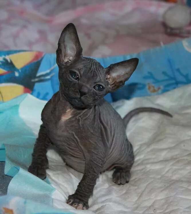 донской сфинкс окрасы. мраморный донской сфинкс. донской сфинкс черепаший окрас. донской сфинкс расцветки. канадский сфинкс браш.