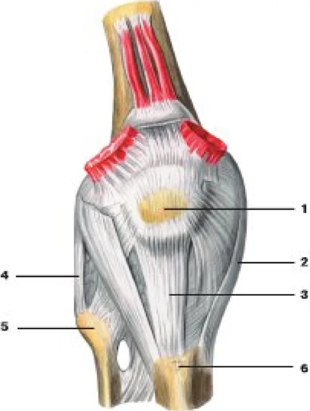 Связка называться. Коленный сустав вид спереди анатомия. Сухожилие надколенника анатомия. Связки надколенника коленного сустава. Больше берцавая кость связки.