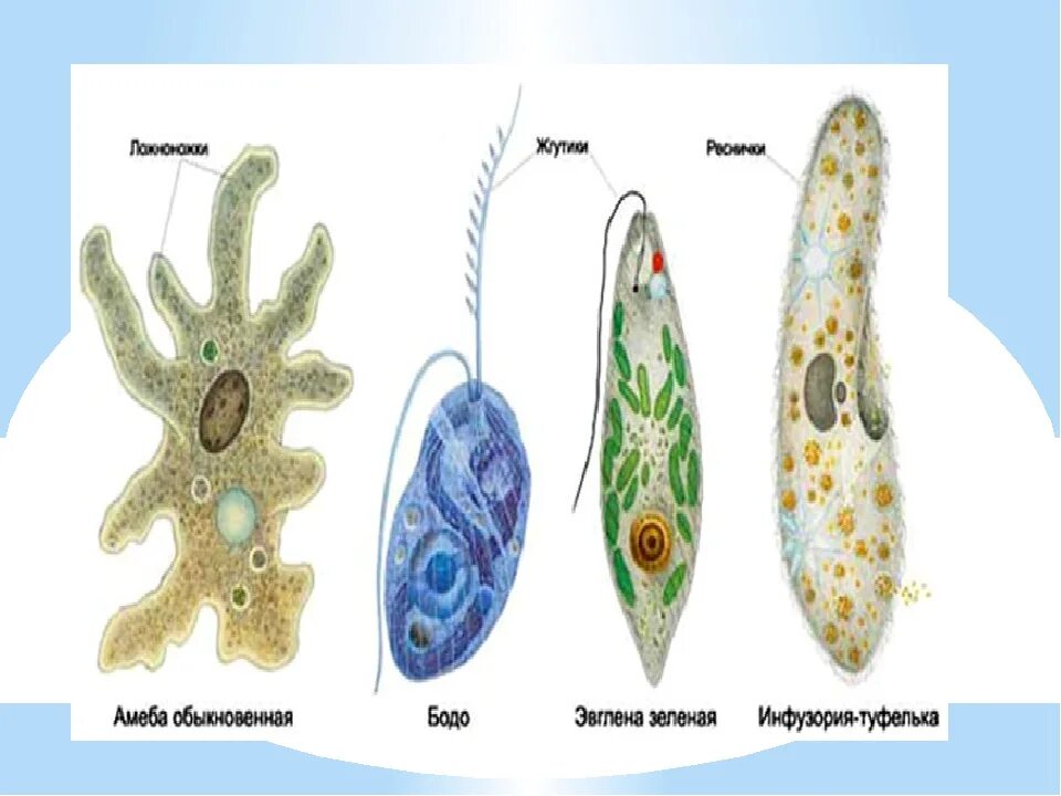 Амеба обыкновенная и инфузория туфелька. Эвглена туфелька амеба. Инфузория туфелька амеба и эвглена. Одноклеточные организмы амеба. Амебы, инфузории и Бодо;.