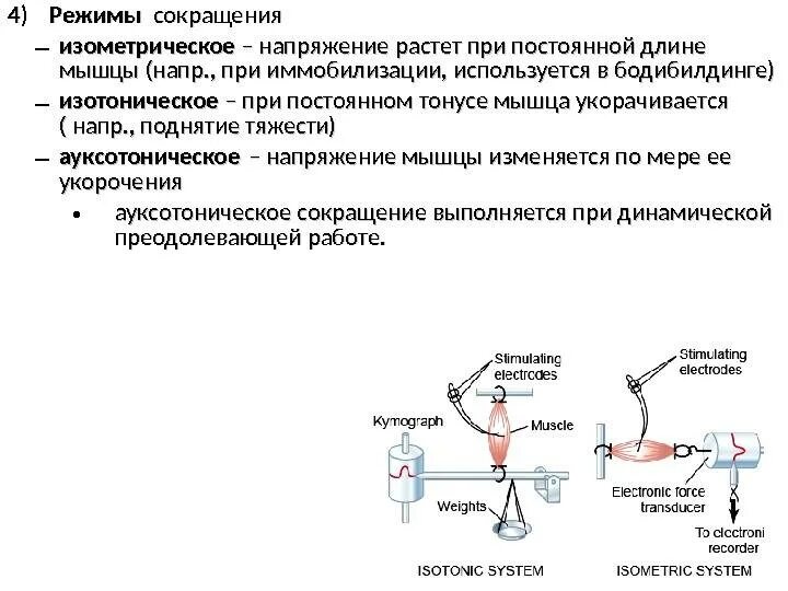 График работа мышц. Изометрический и изотонический режим сокращения мышц. Изометрический режим мышечного сокращения. Изотонический режим мышечного сокращения. Изотонический и изометрический режимы сокращения.