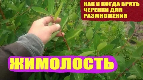 Как развести жимолость