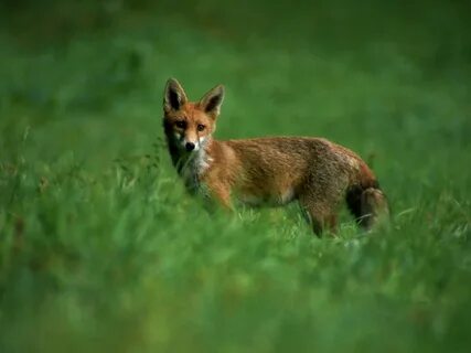 Brown fox