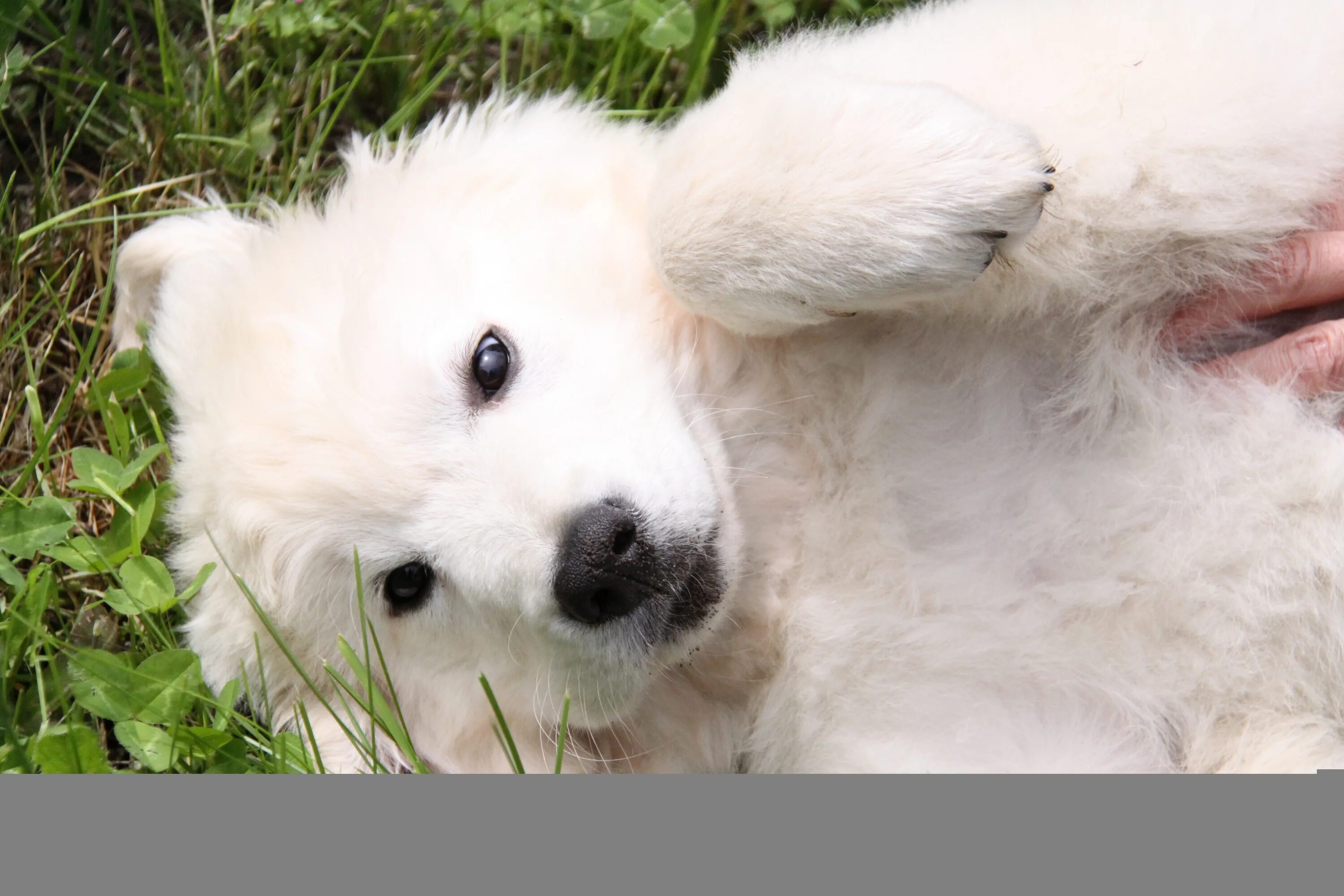 Белая швейцарская овчарка. Puppy dog pals. Самоед. Породы собак американская эскимосская шпиц. Самоедская лайка.