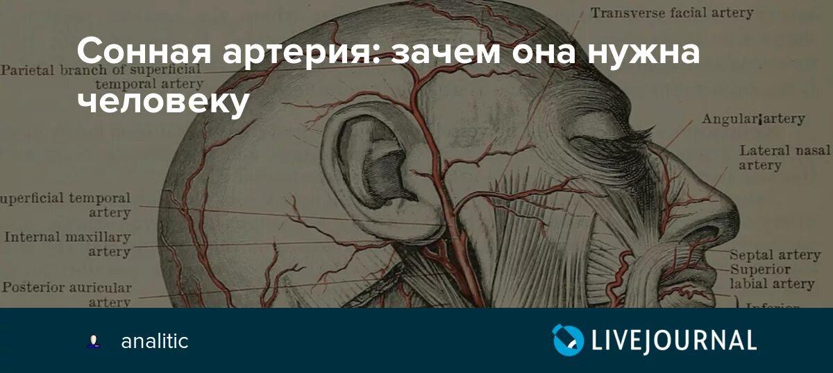 Сонная артерия где находится справа или. Сонная артерия где находится справа или