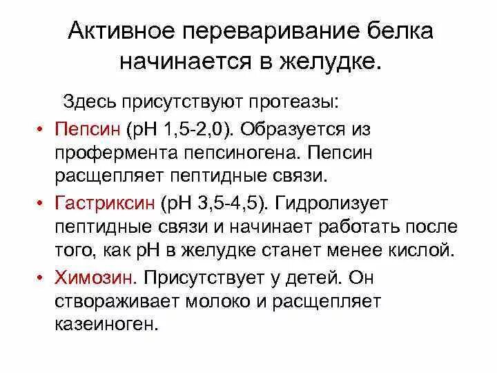 Ферменты переваривающие белки. Роль пепсина в переваривании белков. Переваривание белков в желудке. Переваривание белков в желудке ферменты. Гастриксин роль в переваривании белков.