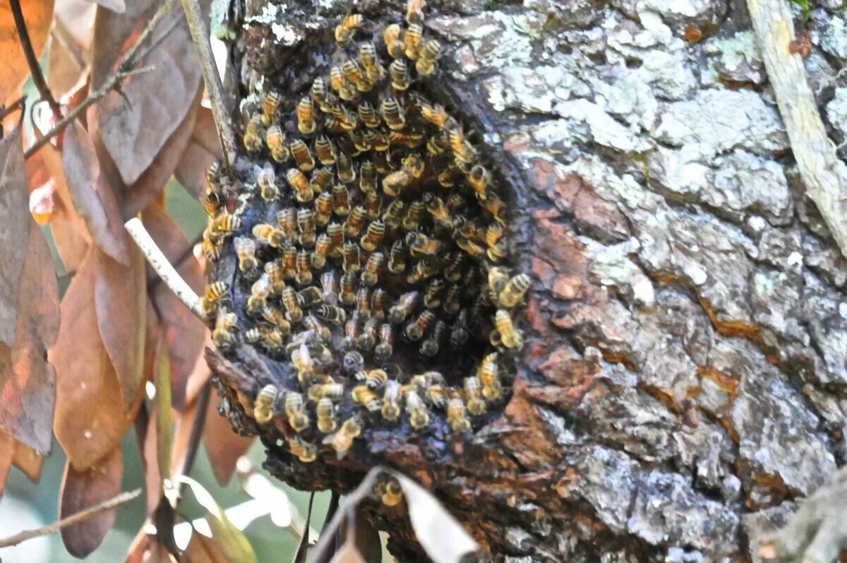 Шершень гнездо Рой. Шмелиный Рой. Пчелиный Рой в дикой природе. Где живут шмели в природе