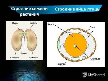 Почки зародыша семени